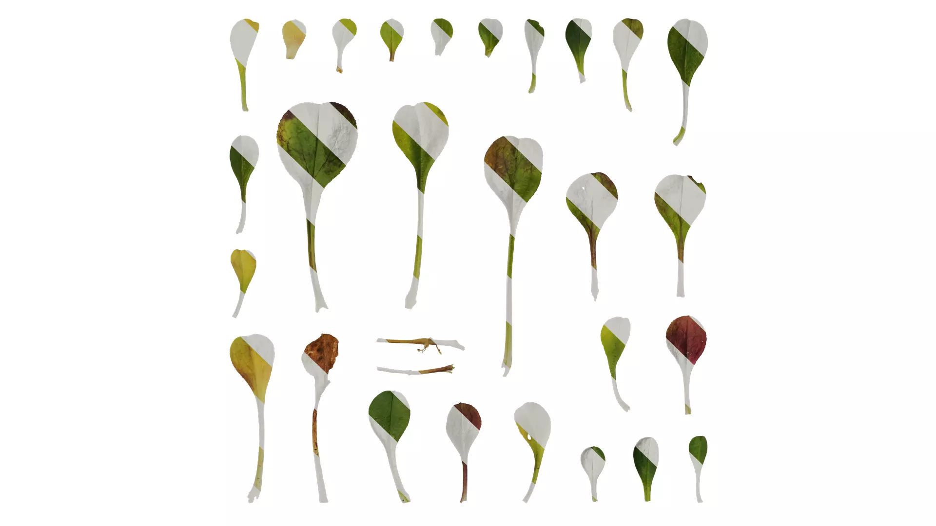 Anydrafts Gypsophila pixie splash Leaf 01 Texture