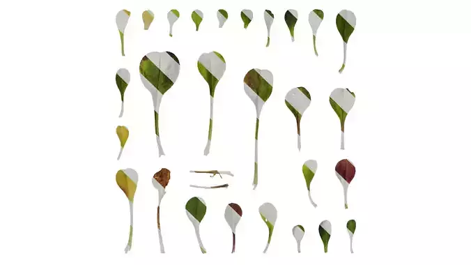 Anydrafts Gypsophila pixie splash Leaf 01