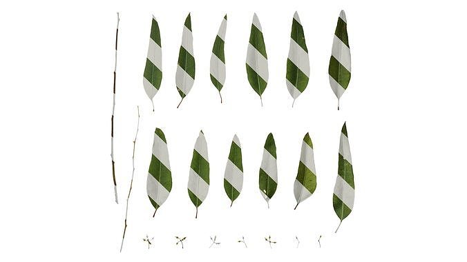 Anydrafts Eucalyptus saligna Atlas 09 Texture