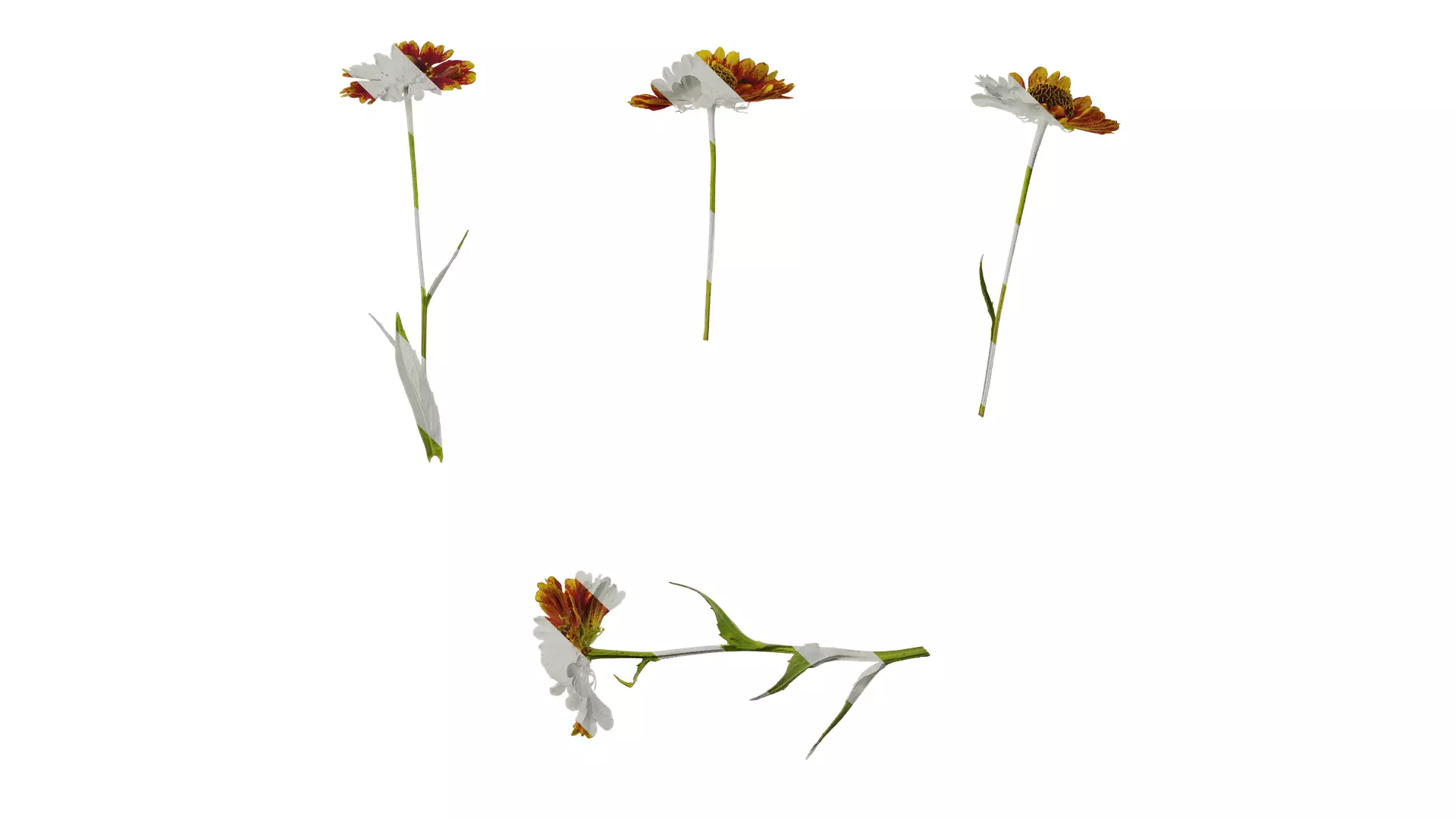 Anydrafts Helenium autumnale mariachi Atlas 02 Texture