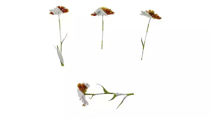 Anydrafts Helenium autumnale mariachi Atlas 02