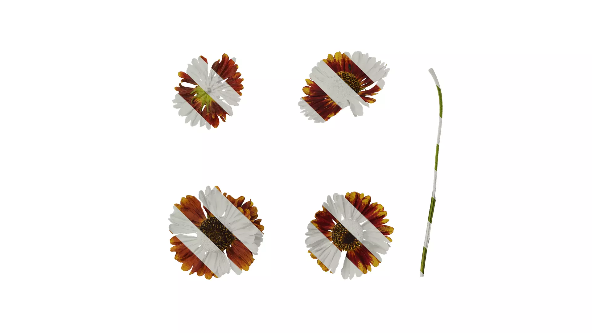 Anydrafts Helenium autumnale mariachi Flower 01 Texture