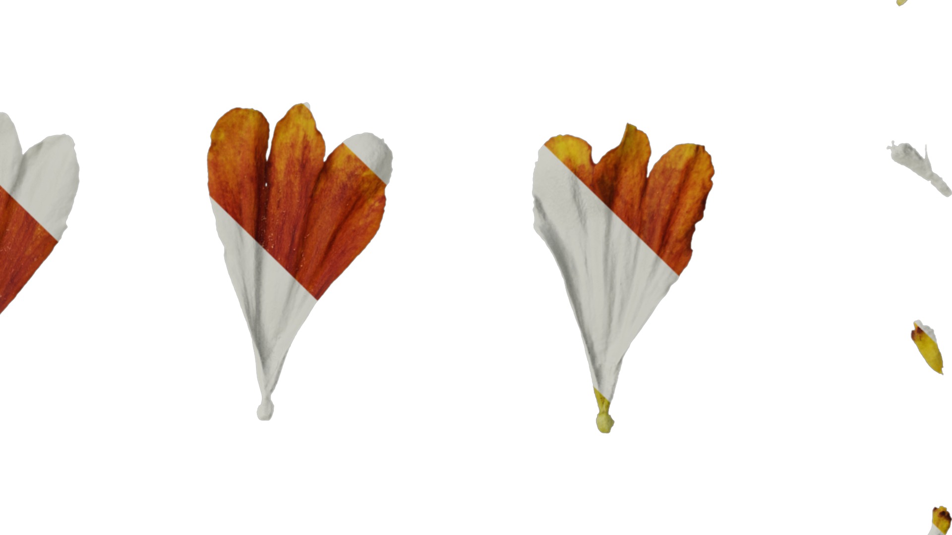 Anydrafts Helenium autumnale mariachi Flower 02 Texture_4