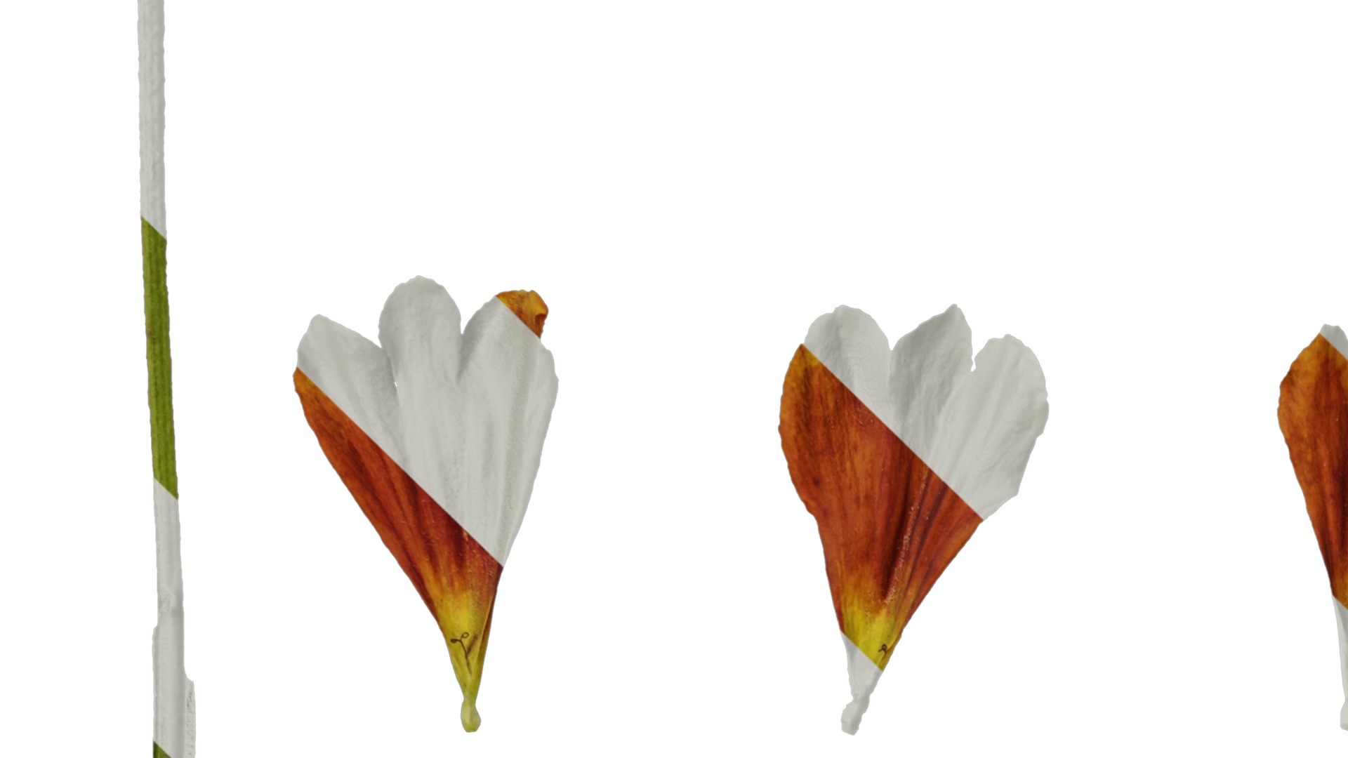 Anydrafts Helenium autumnale mariachi Flower 02 Texture_3