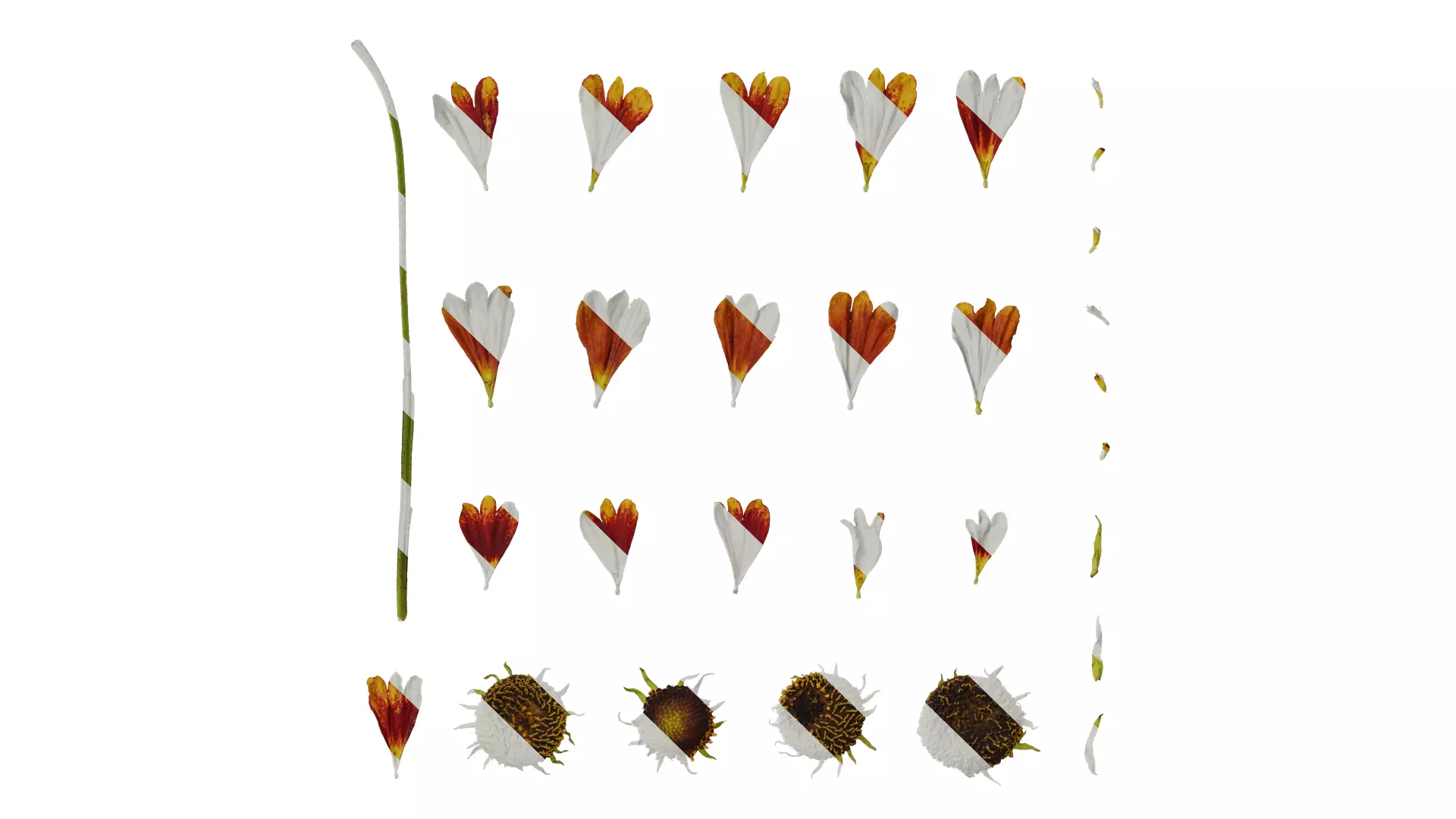 Anydrafts Helenium autumnale mariachi Flower 02 Texture_0