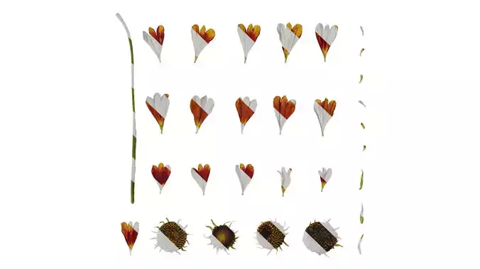 Anydrafts Helenium autumnale mariachi Flower 02