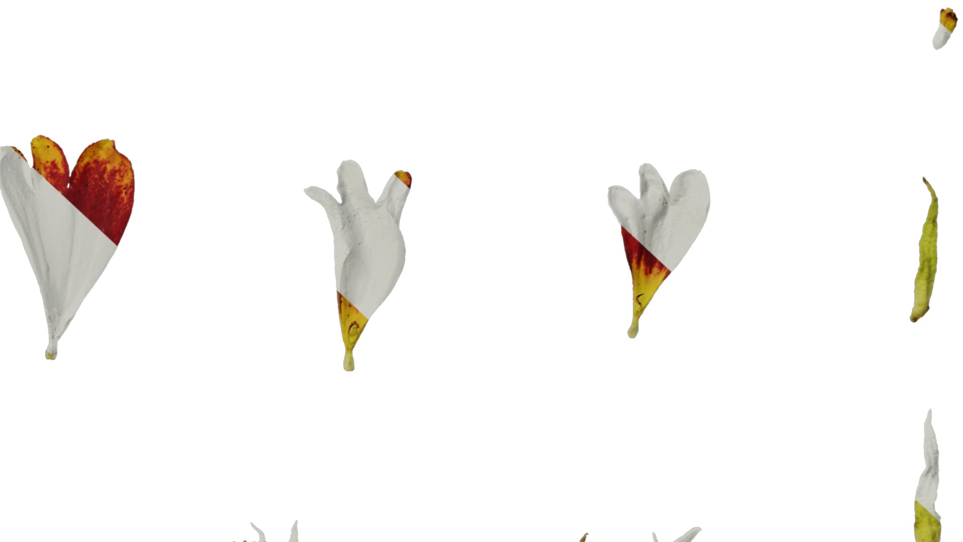 Anydrafts Helenium autumnale mariachi Flower 02 Texture_6