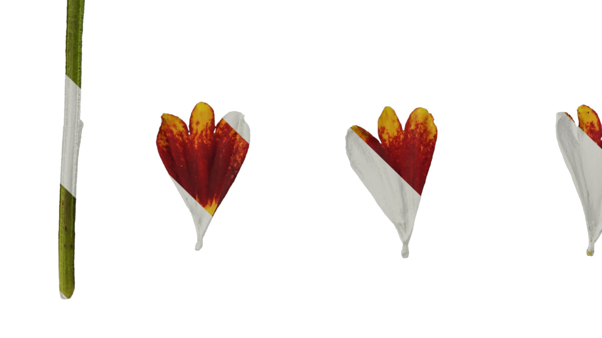 Anydrafts Helenium autumnale mariachi Flower 02 Texture_5