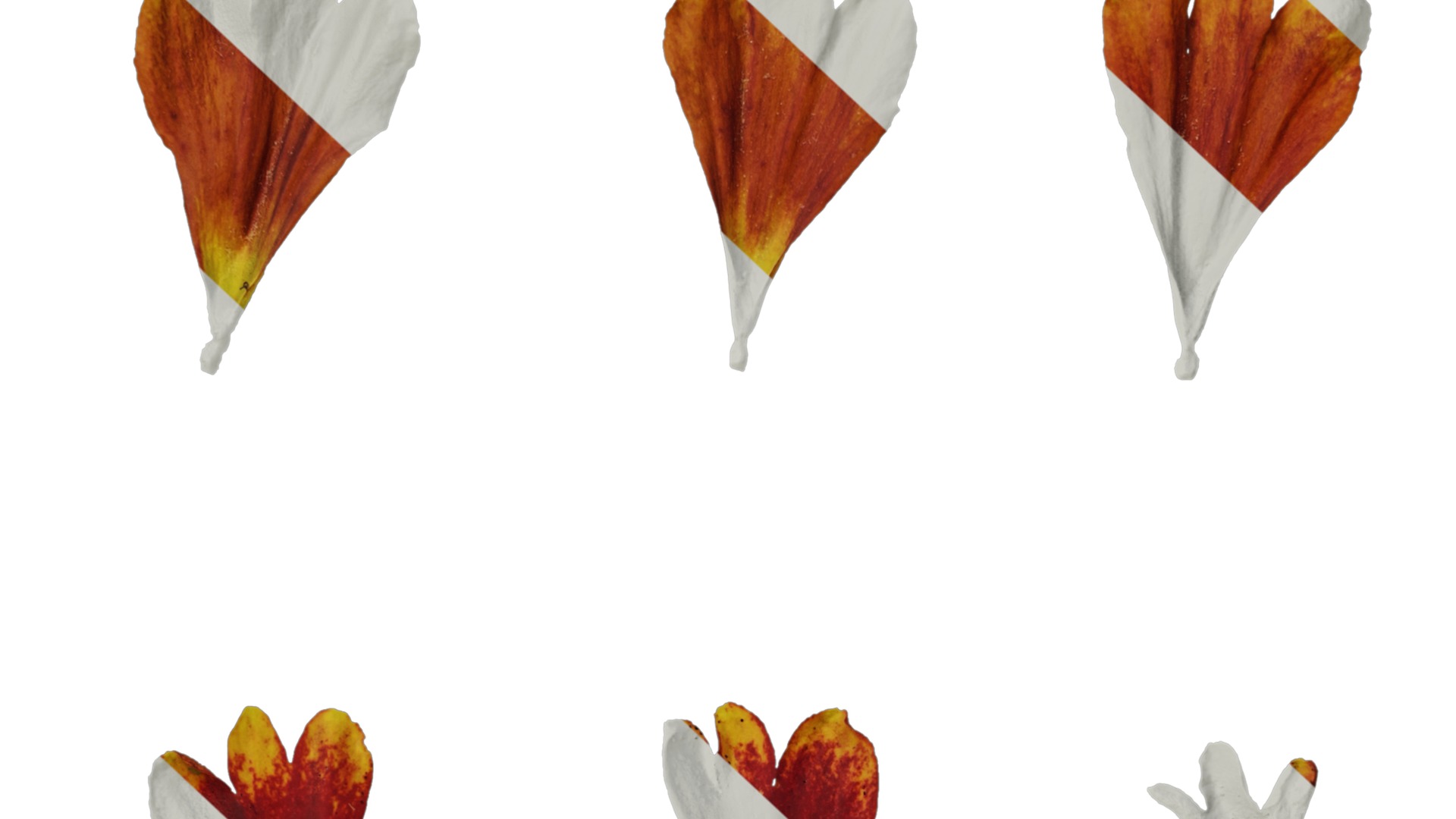 Anydrafts Helenium autumnale mariachi Flower 02 Texture_7