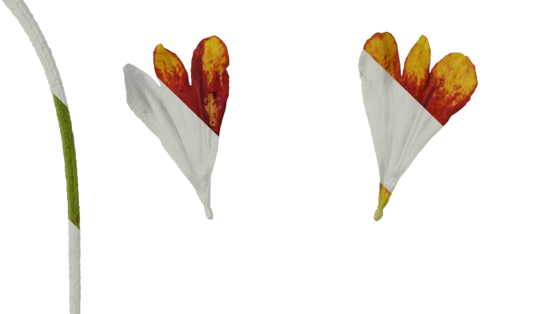 Anydrafts Helenium autumnale mariachi Flower 02 Texture_1