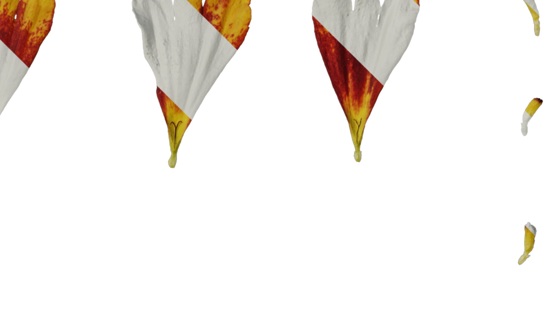 Anydrafts Helenium autumnale mariachi Flower 02 Texture_2