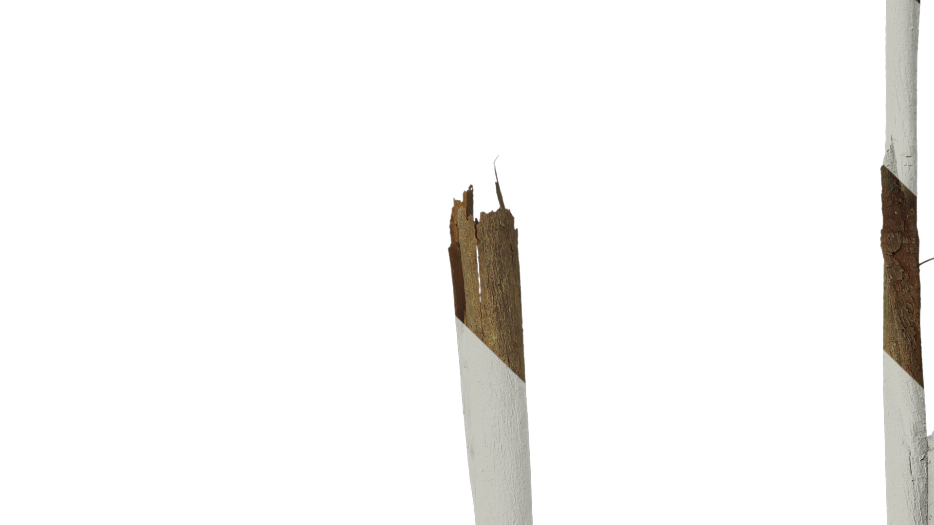 Anydrafts Eucalyptus saligna Bark 04 Texture_1