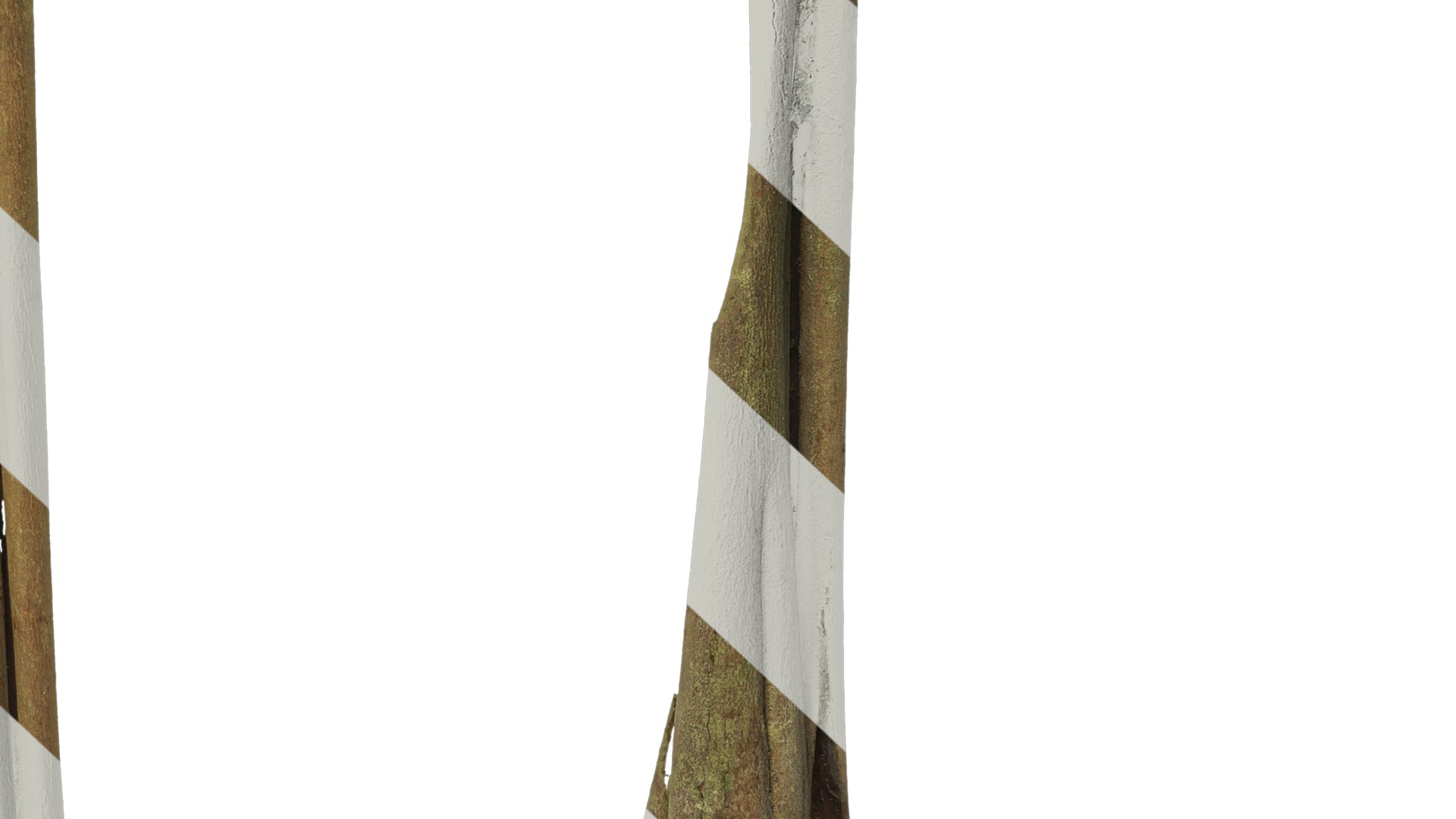 Anydrafts Eucalyptus saligna Bark 04 Texture_6