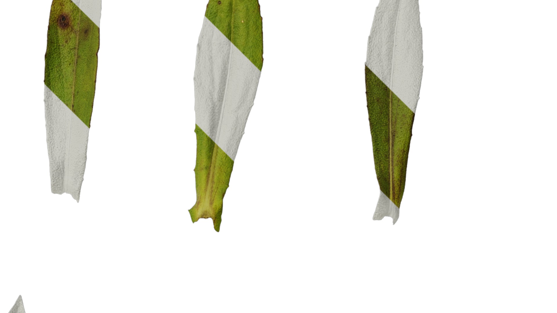 Anydrafts Helenium autumnale mariachi Leaf 01 Texture_2