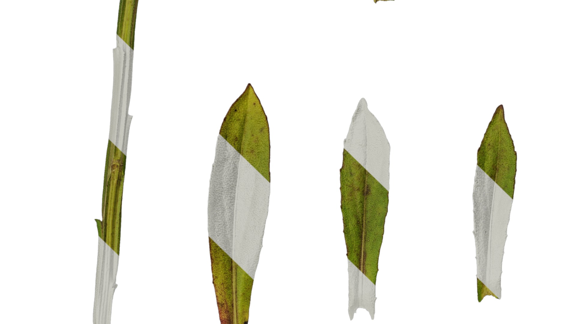 Anydrafts Helenium autumnale mariachi Leaf 01 Texture_3