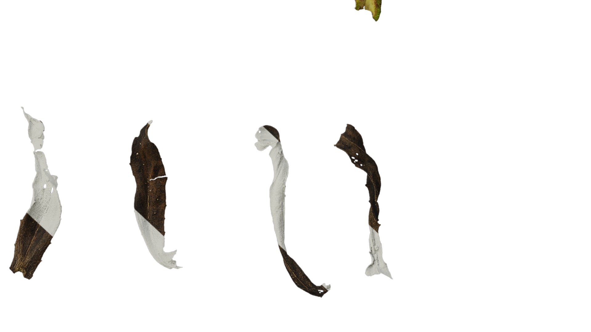 Anydrafts Helenium autumnale mariachi Leaf 01 Texture_6