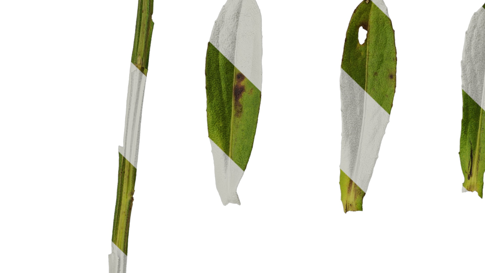 Anydrafts Helenium autumnale mariachi Leaf 01 Texture_1