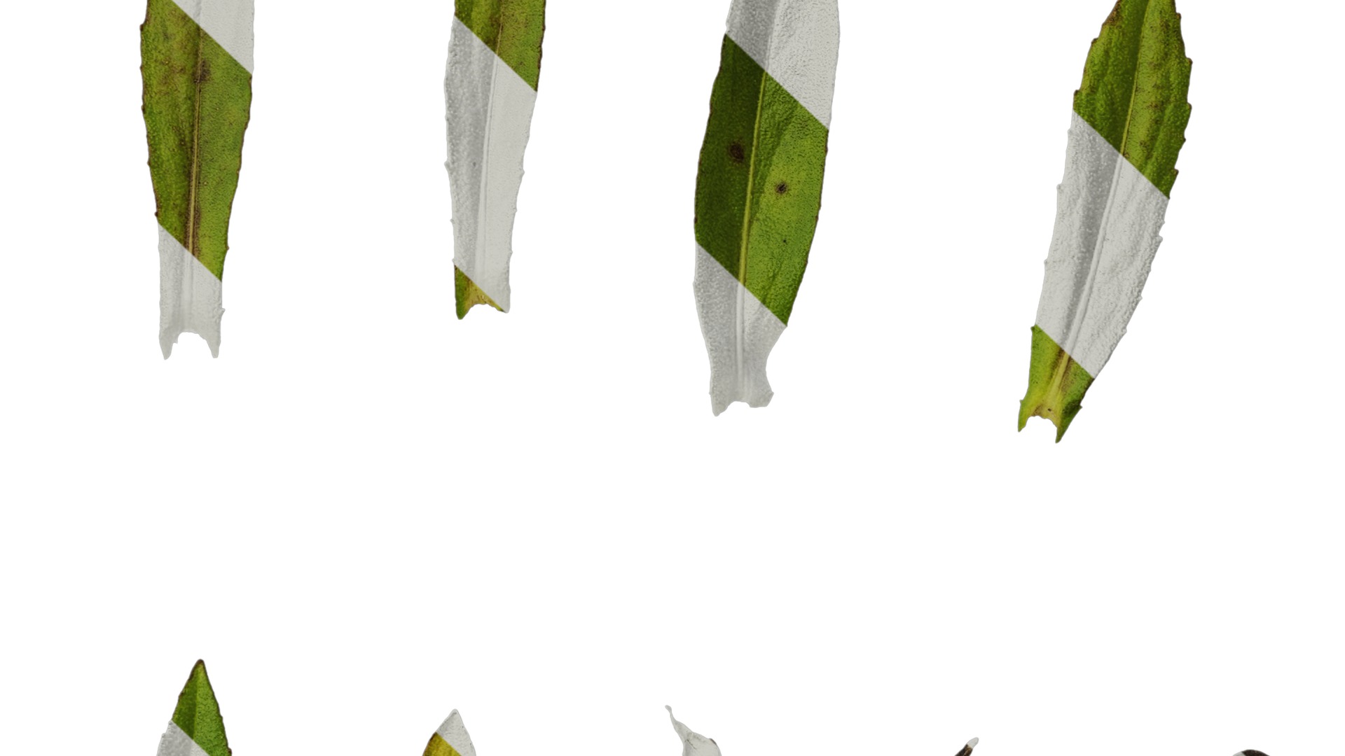 Anydrafts Helenium autumnale mariachi Leaf 01 Texture_7