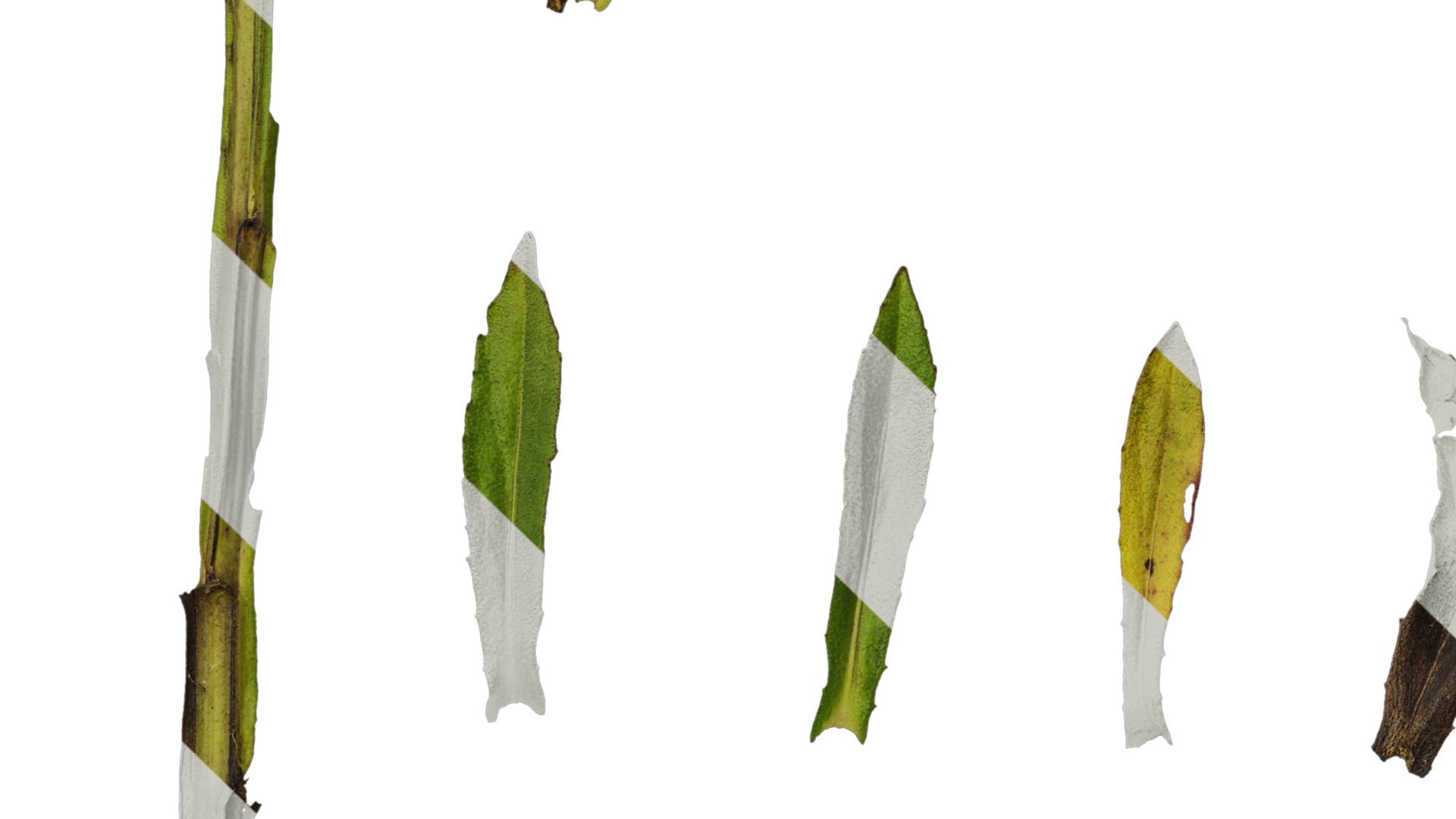 Anydrafts Helenium autumnale mariachi Leaf 01 Texture_5