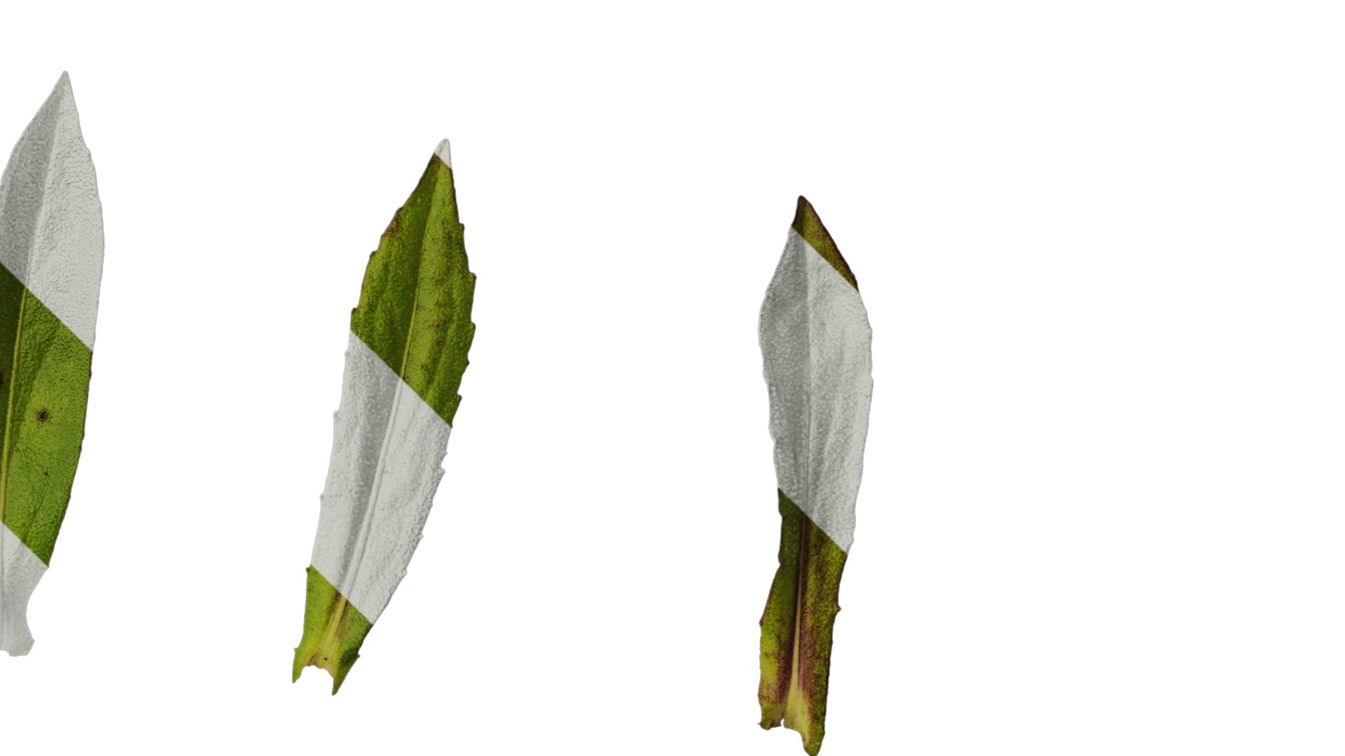 Anydrafts Helenium autumnale mariachi Leaf 01 Texture_4