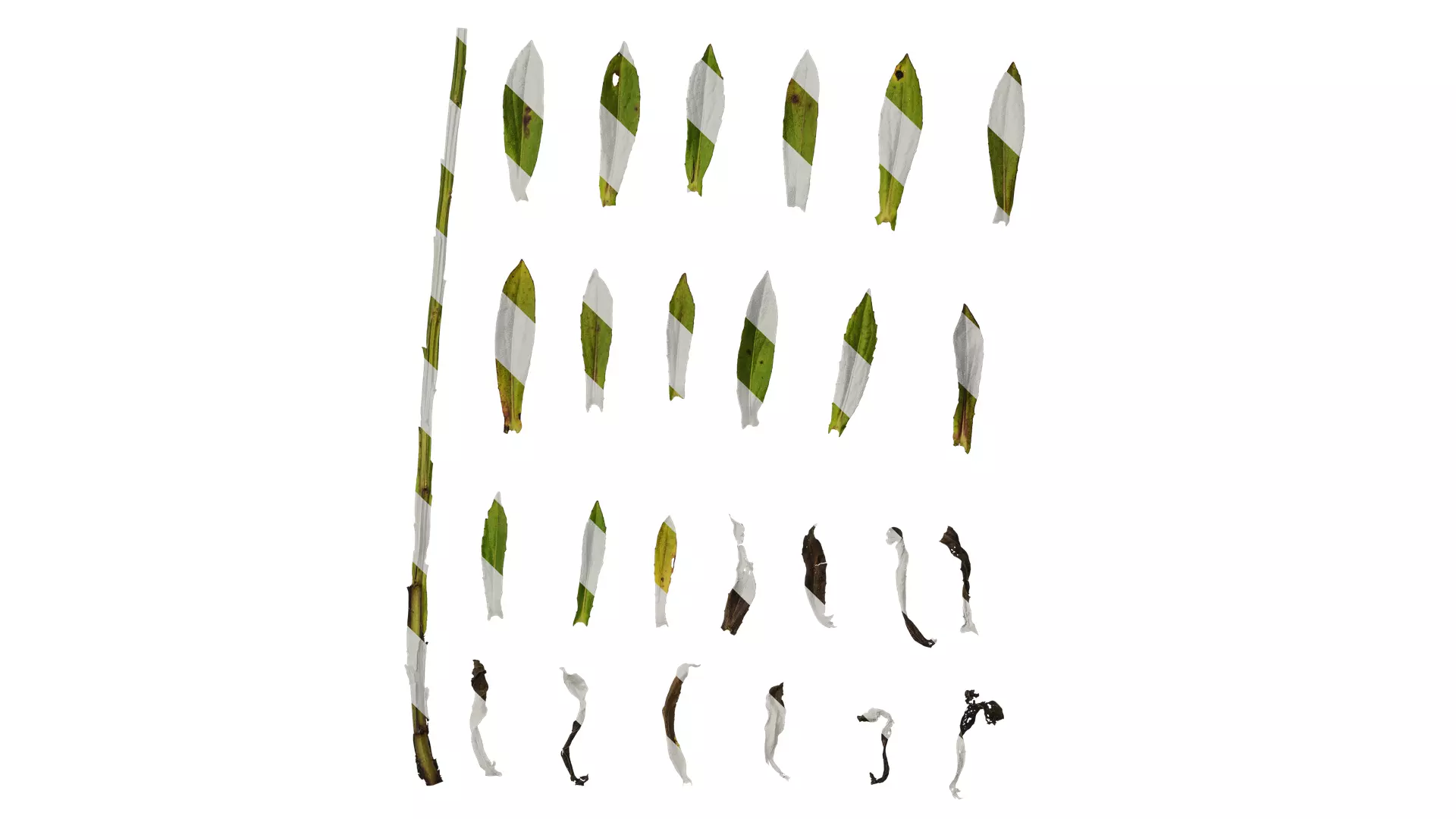 Anydrafts Helenium autumnale mariachi Leaf 01 Texture_0