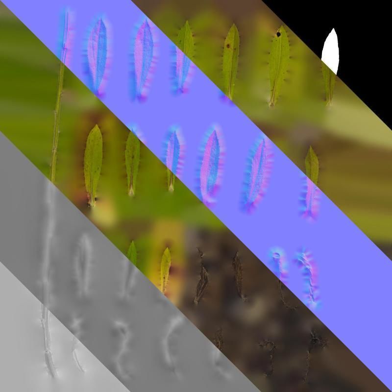 Anydrafts Helenium autumnale mariachi Leaf 01 Texture_8