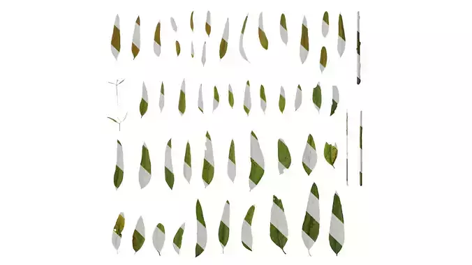 Anydrafts Eucalyptus saligna Leaf 02