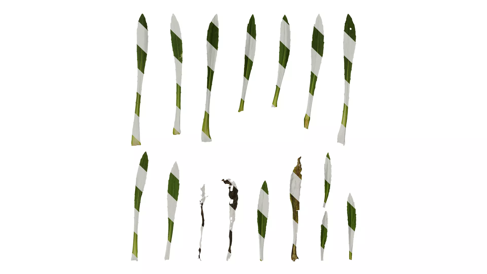 Anydrafts Helenium autumnale mariachi Leaf 02 Texture