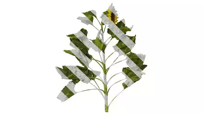 Anydrafts Helianthus annuus Atlas 02