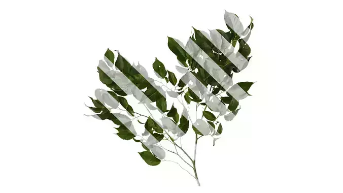 Anydrafts Eucommia ulmoides Atlas 06