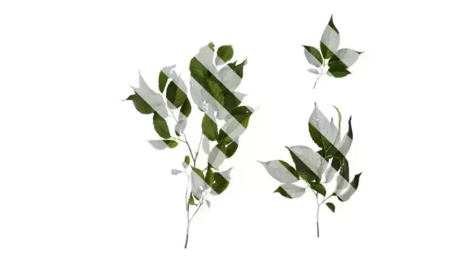 Anydrafts Eucommia ulmoides Atlas 07