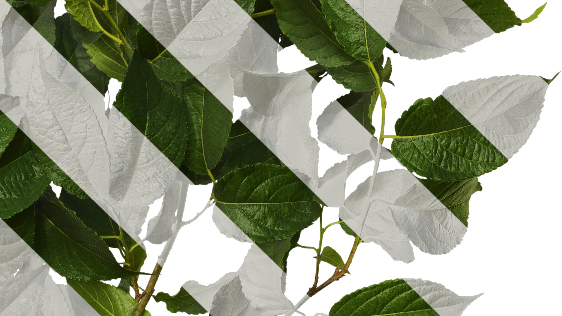 Anydrafts Eucommia ulmoides Atlas 08 Texture_4