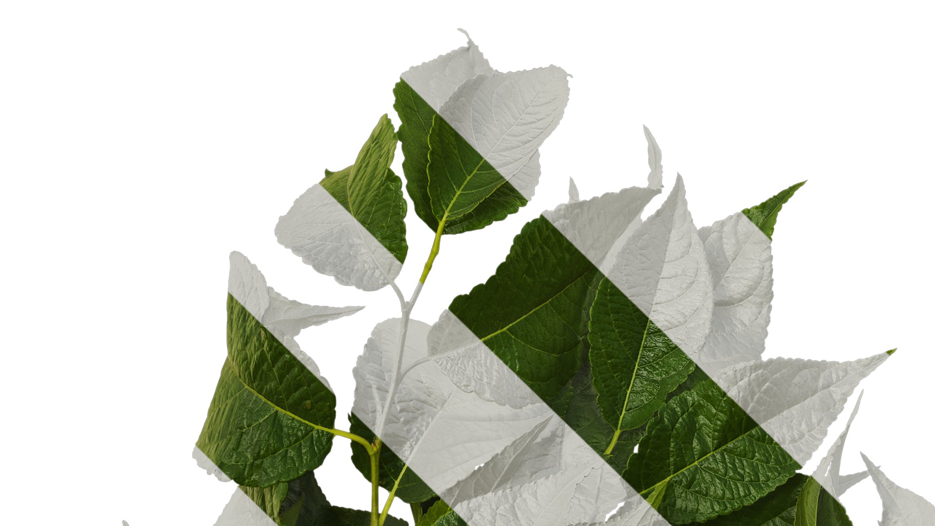 Anydrafts Eucommia ulmoides Atlas 08 Texture_1