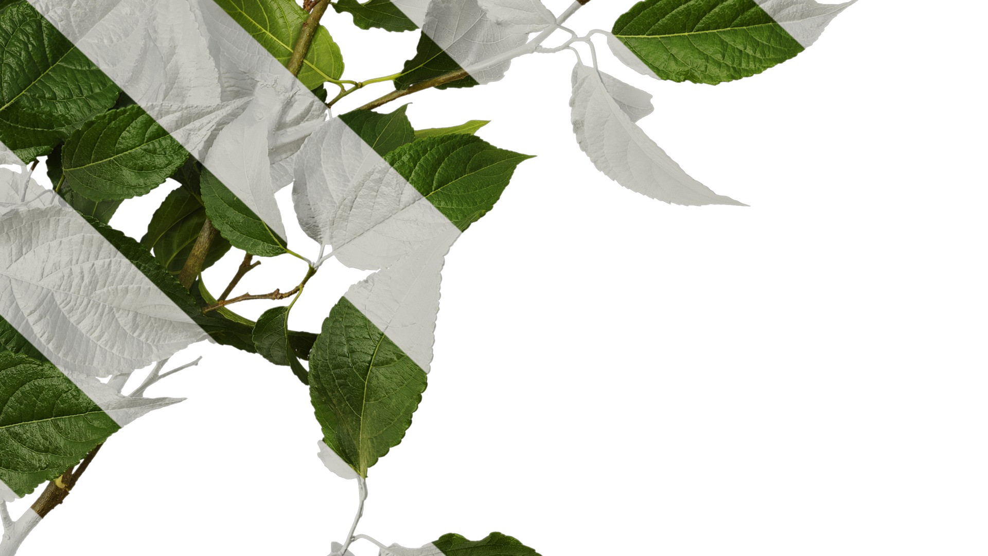 Anydrafts Eucommia ulmoides Atlas 08 Texture_6