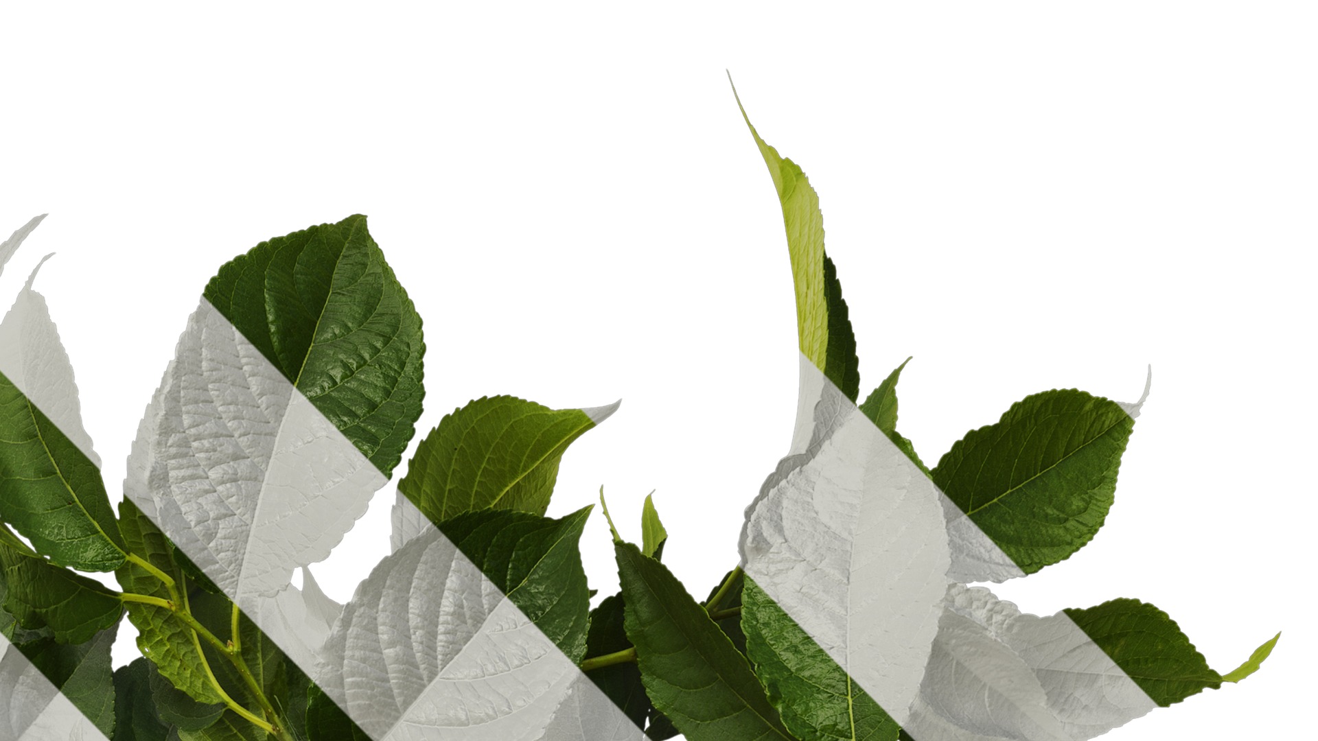 Anydrafts Eucommia ulmoides Atlas 08 Texture_2