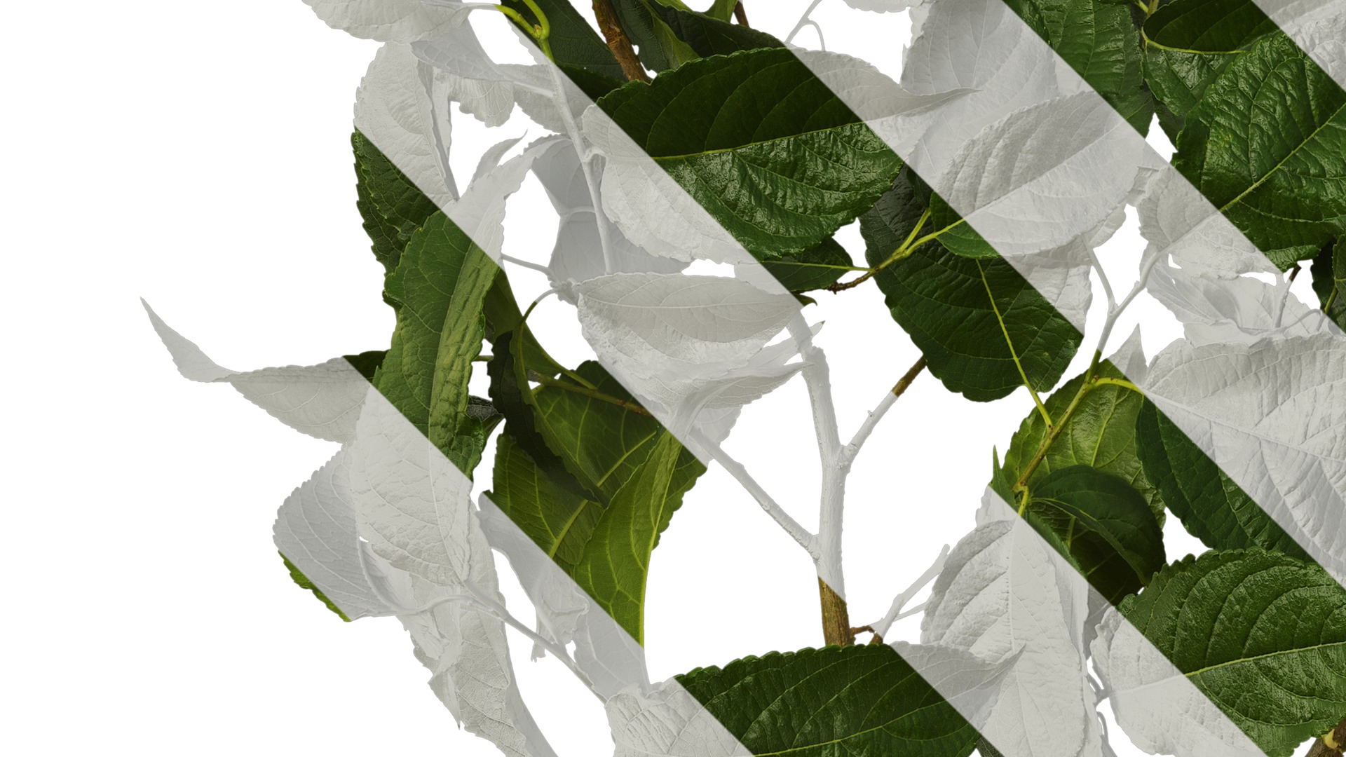 Anydrafts Eucommia ulmoides Atlas 08 Texture_5