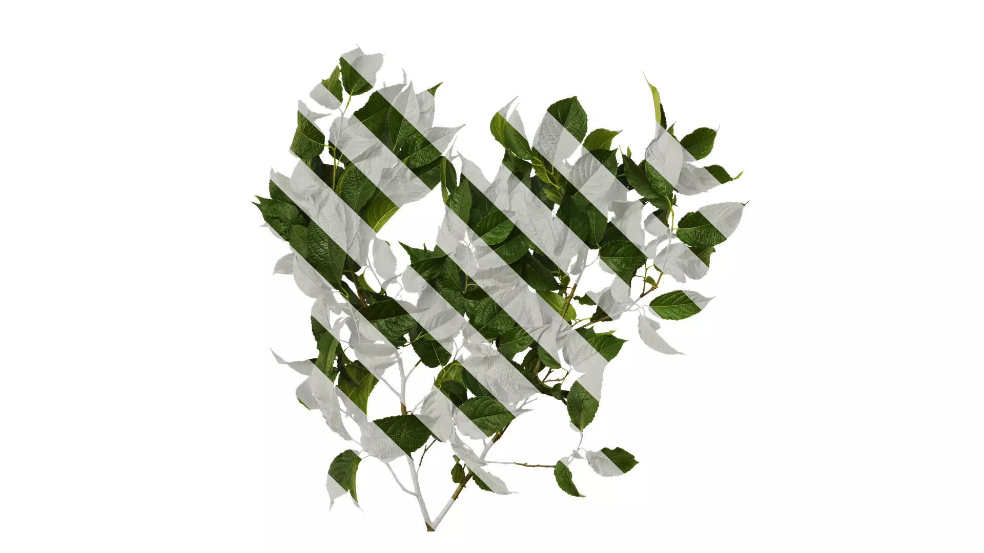 Anydrafts Eucommia ulmoides Atlas 08 Texture_0