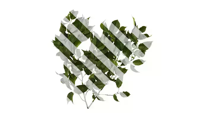 Anydrafts Eucommia ulmoides Atlas 08