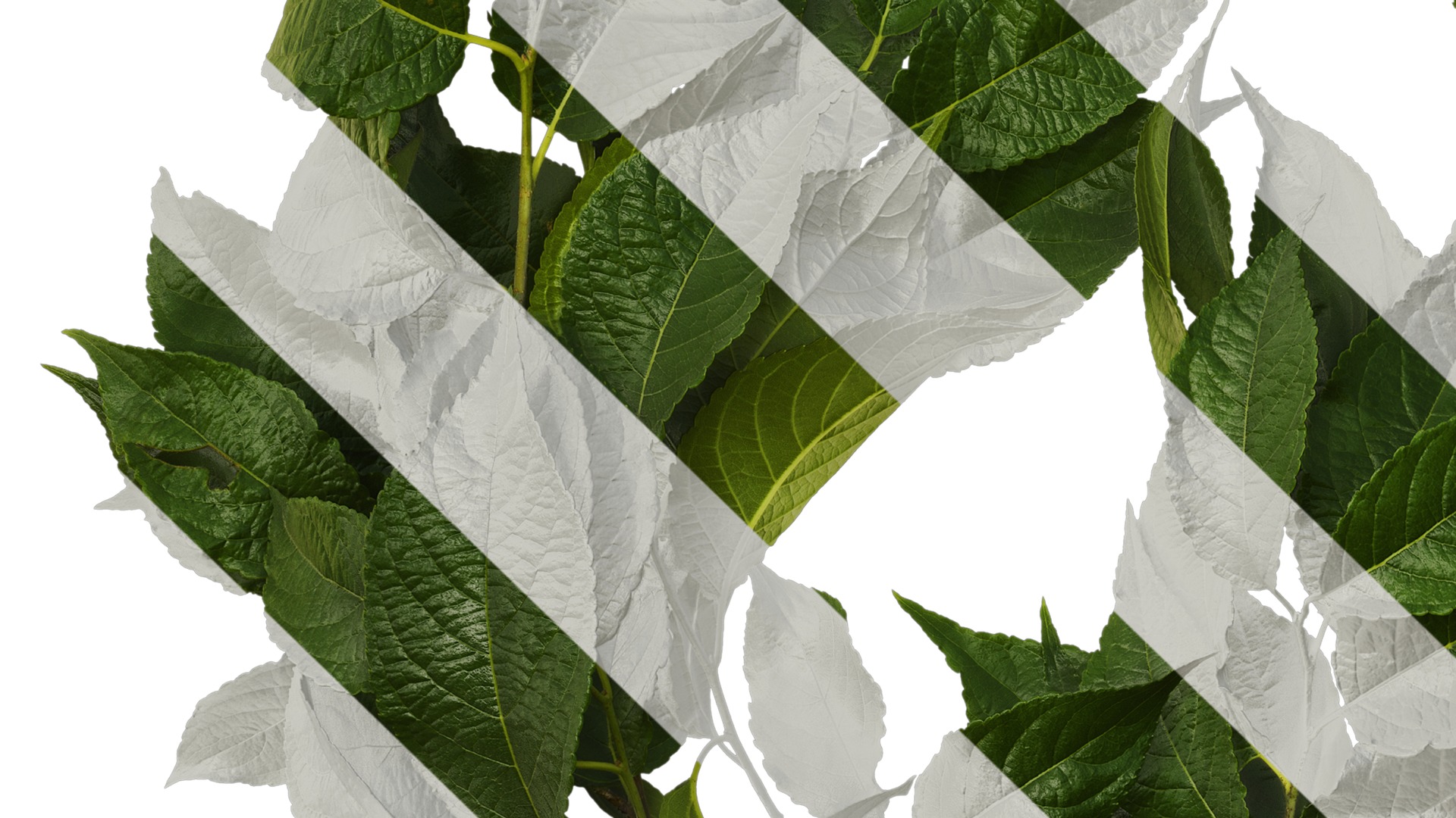 Anydrafts Eucommia ulmoides Atlas 08 Texture_3