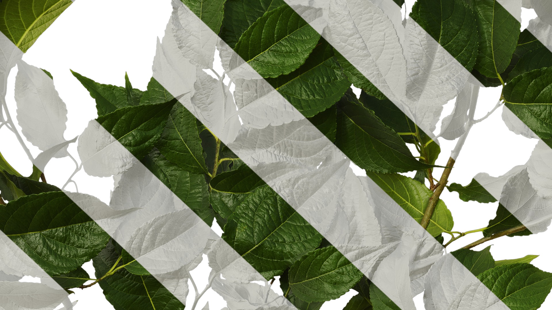 Anydrafts Eucommia ulmoides Atlas 08 Texture_7