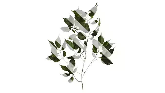 Anydrafts Eucommia ulmoides Atlas 09