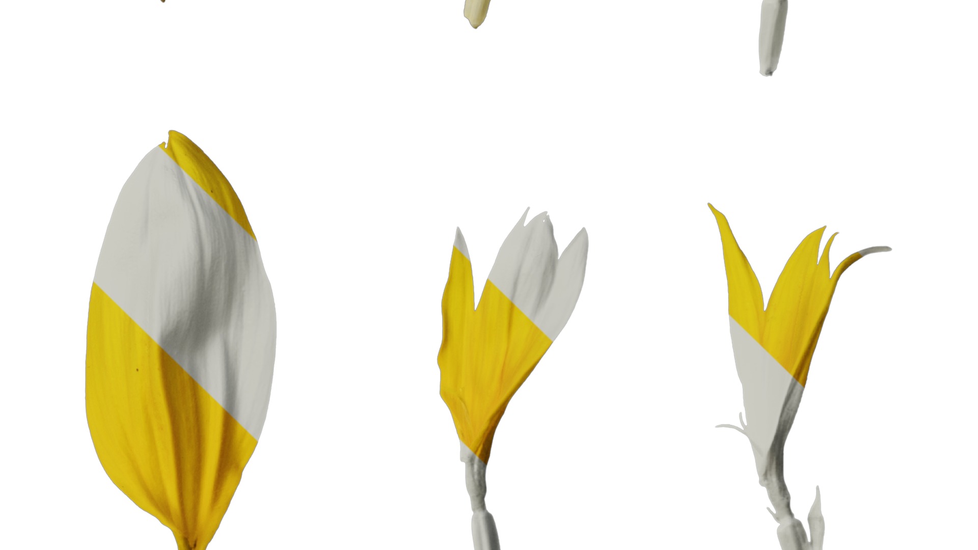 Anydrafts Helianthus annuus Flower 13 Texture_4