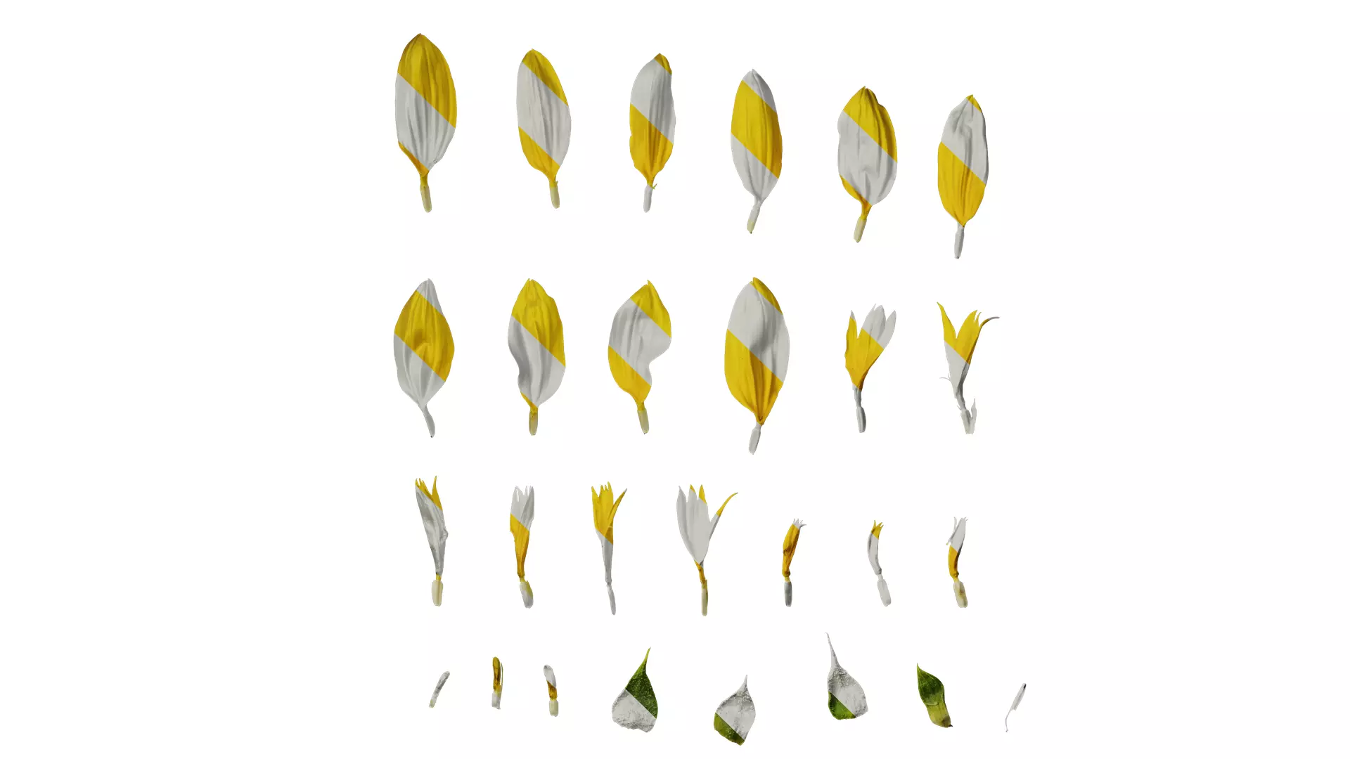 Anydrafts Helianthus annuus Flower 13 Texture_0