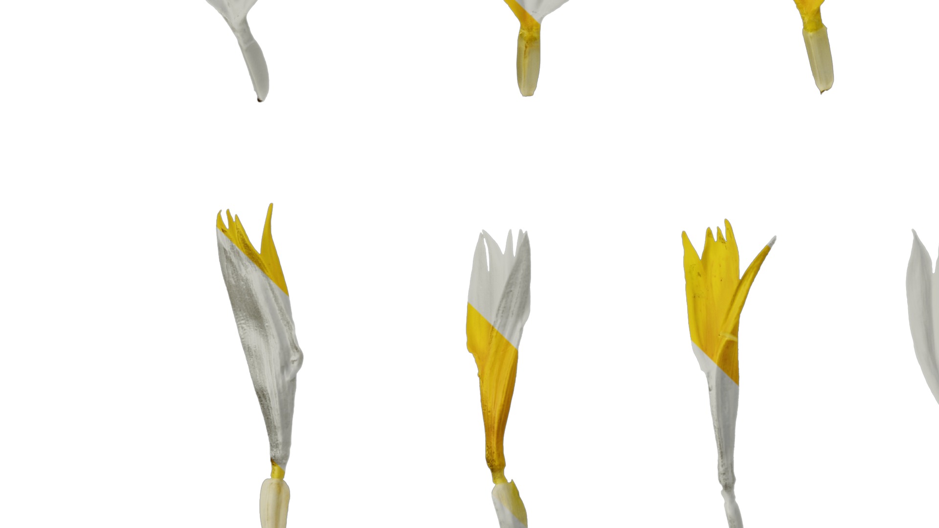 Anydrafts Helianthus annuus Flower 13 Texture_5