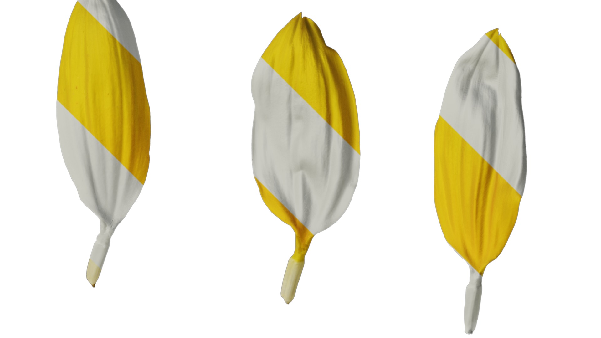 Anydrafts Helianthus annuus Flower 13 Texture_2