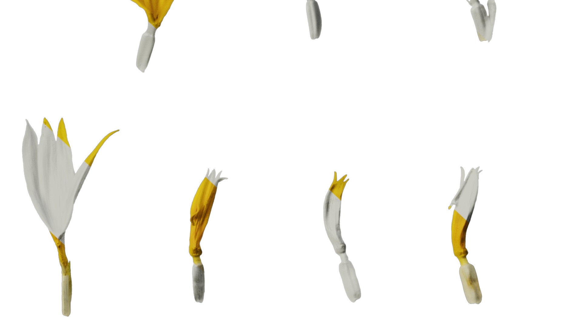 Anydrafts Helianthus annuus Flower 13 Texture_6