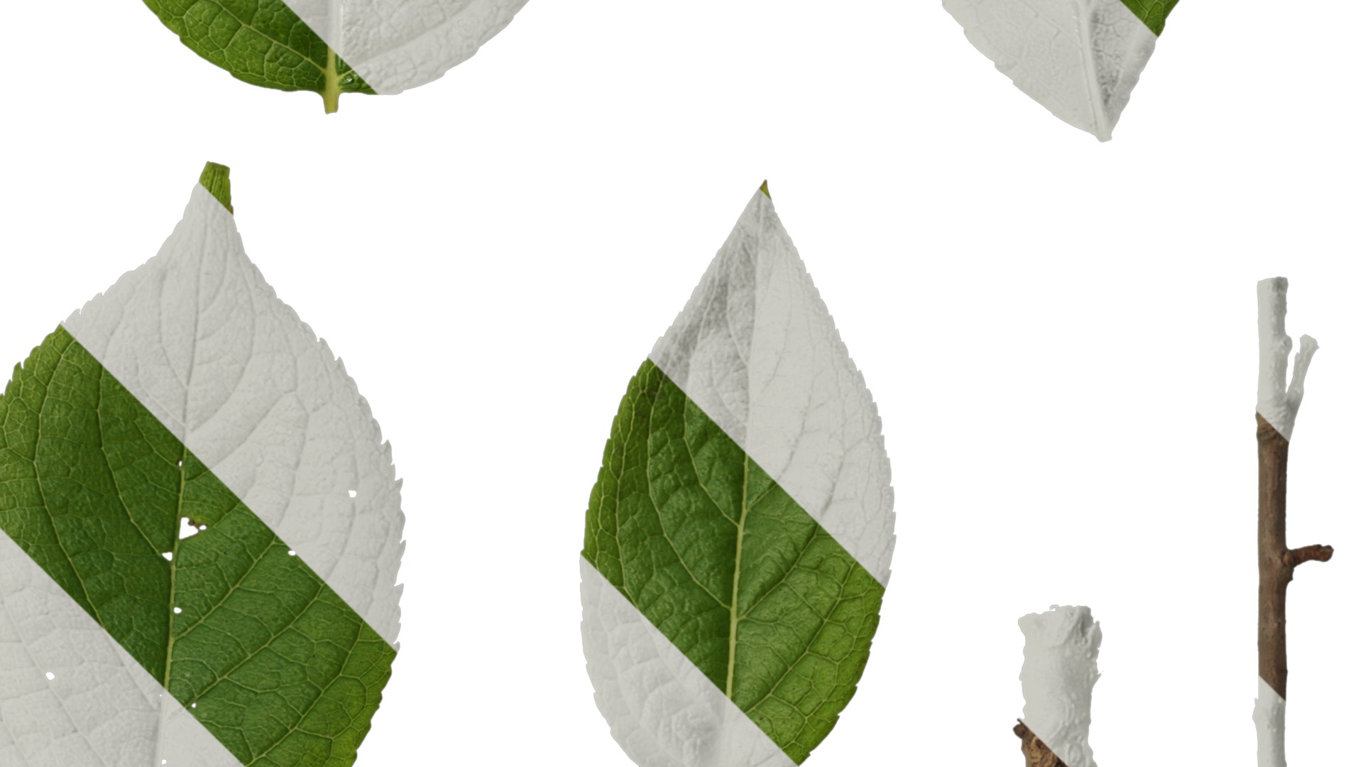 Anydrafts Eucommia ulmoides Leaf 04 Texture_4