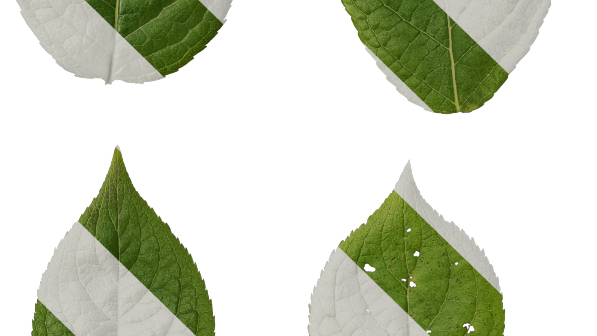 Anydrafts Eucommia ulmoides Leaf 04 Texture_3