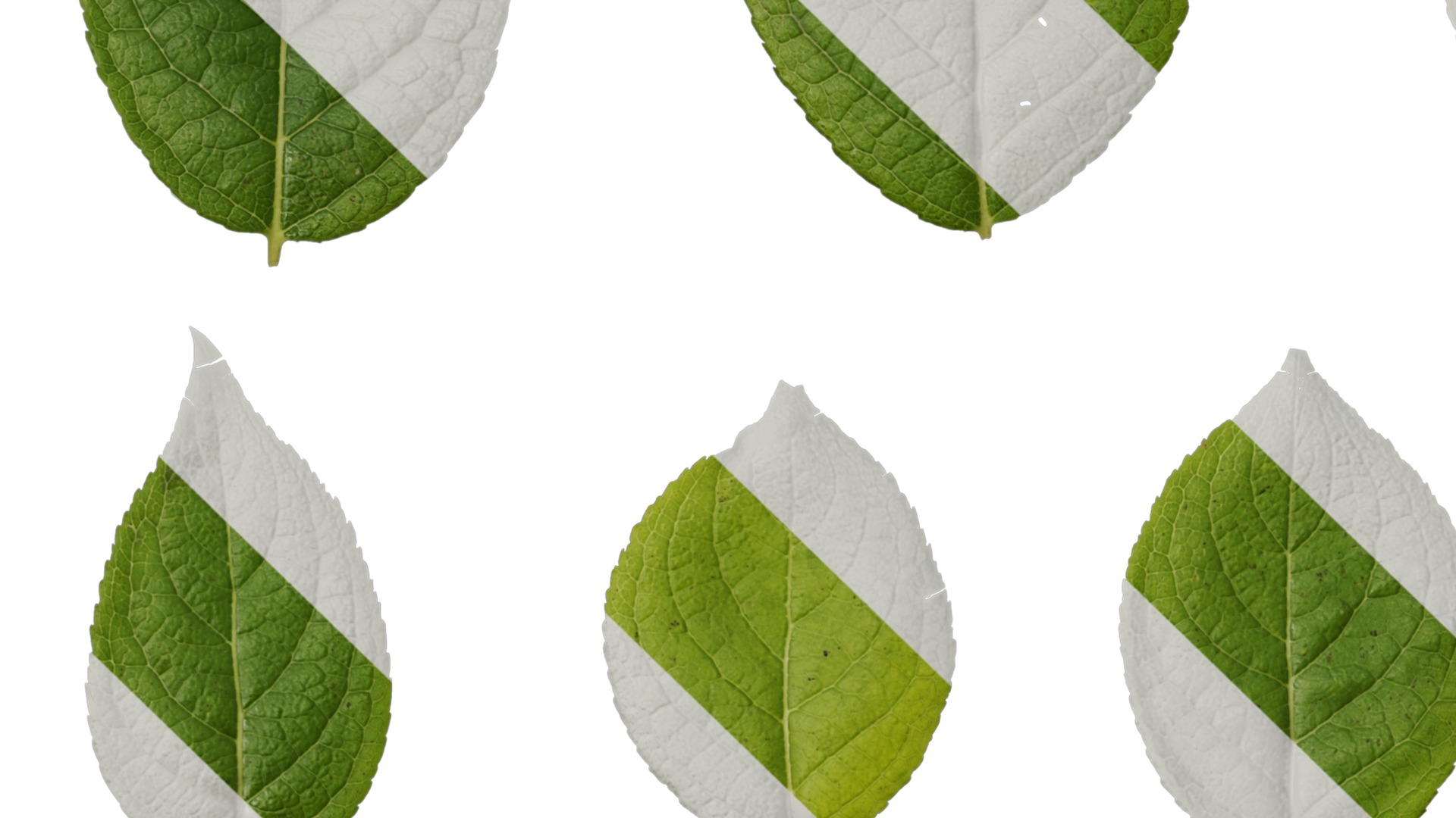 Anydrafts Eucommia ulmoides Leaf 04 Texture_5