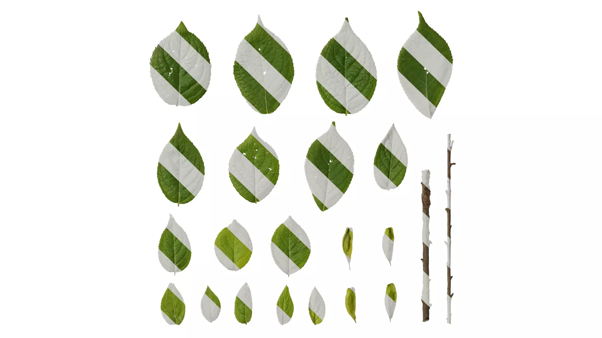 Anydrafts Eucommia ulmoides Leaf 04 Texture_0